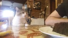 Cat stand on table while i eat a piece of cake and watch me