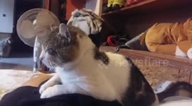 cat slept upright  after massage