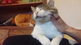 cat enjoy massage