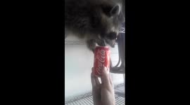 Raccoon tries to open can of Coke