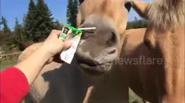 Fjord horses drink apple juice box