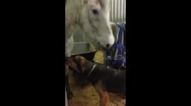 Hounds Visit Their Horse Friend
