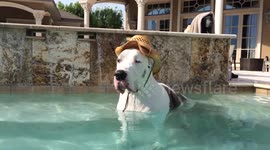 Hat wearing  Great Dane sits and shakes in the pool