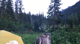 Doe grazing outside tent