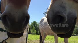 Ponies dozing in the sun