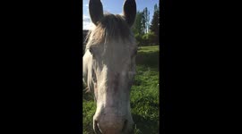 Horse eating corn on the cob