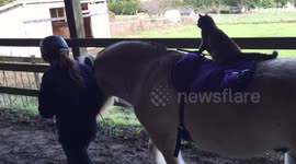 Cat riding a horse