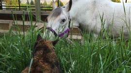 Cat and horse eating grass together