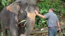 Thai Elephants Rescued by Phuket's First Sanctuary