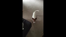 Adorable puppy goes crazy when you mention going for a walk