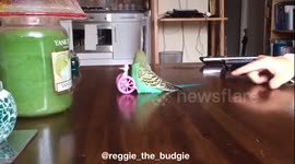 Reggie and his penguin with watermark