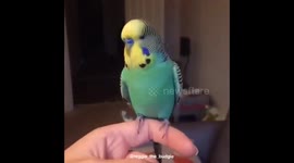 Eat my dust - Reggie the budgie