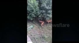 Group of tigers attack and kill solitary tiger at Chinese zoo