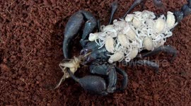 Scorpion mother carries young on her back while eating a cricket