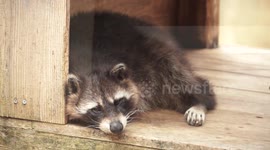 The raccoon which likes dances