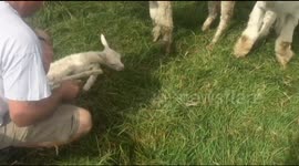 Newborn alpaca takes her first steps