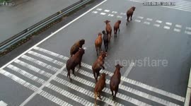 Police drive 11 buffalos to leave motorway