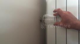 How to catch and release a big spider