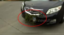 Female driver uses grasses to block licence plate