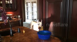 Funny Great Dane serves himself dinner from countertop