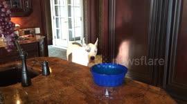 Max the Great Dane snags dinner in slow motion