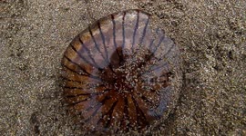 Compass Jellyfish stranded on Cornish beach