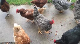 Mother hen aint leaving her egg behind.