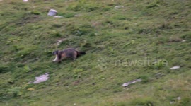 Marmot marking territory