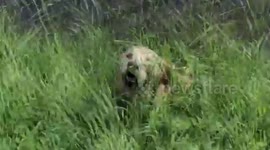 Dash cam. Young Golden Retriever Dog Cleans Up Trash