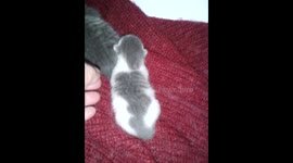 Chaton sauvé, la vie aprés la mort