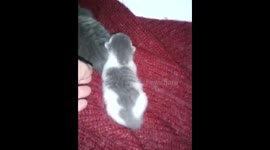Vidéo suite Chaton sauvé, aprés 5 jours