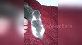 Newsflare Edit - Vidéo suite Chaton sauvé, aprés 5 jours