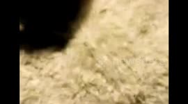 Hundreds of millions of mayflies die-off