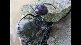British mechanics find spider that looks like a black widow in imported van