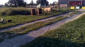 Ping Loves Her Apples at Sunrise Sanctuary