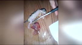 Newborn kitten is saved by owner after he stopped breathing