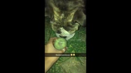 Idk what she was thinking ... But its way tooo funny #englishbulldog #fail https://t.co/esnEub7IpJ