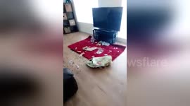 Newsflare Edit - Big Bad Dog