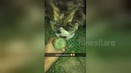 Newsflare Edit - Idk what she was thinking ... But its way tooo funny #englishbulldog #fail https://t.co/esnEub7IpJ