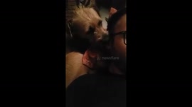 Dog Lick my ear