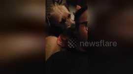 Newsflare Edit - Dog Lick my ear