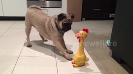 Pug is baffled by squeaky chicken toy
