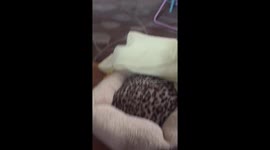 Cat gets caught in toy Basket!!