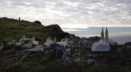 Nigel the gannet wooing his concrete mate - New Zealand