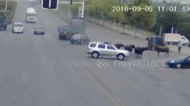 Lorry turns over throwing buffalos out after it turns a corner