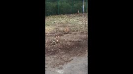 Foxy