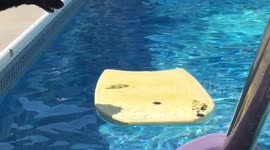 Dog displays impressive balance on bodyboard