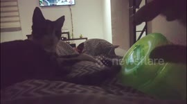Jacinto the cat playing the drumms!