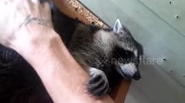Raccoon vs owner raccoon play fight