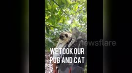 Newsflare Edit - Pug and Cat